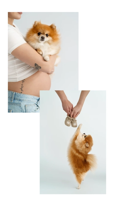 Babybauch-fotoshooting-mit-hund-hamburg natürliche Babybauchfotografie im Tageslichstudio mit Hund in Hamburg